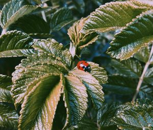 Preview wallpaper ladybug, insect, leaves