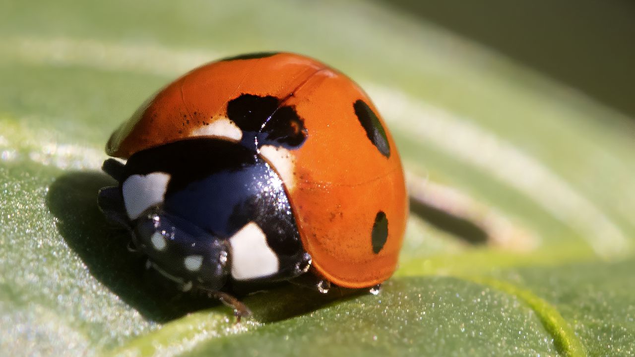 Wallpaper ladybug, insect, macro, leaf, drops