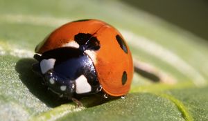 Preview wallpaper ladybug, insect, macro, leaf, drops