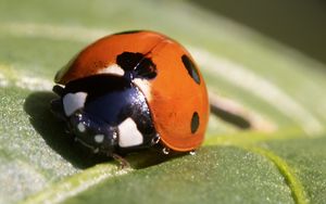Preview wallpaper ladybug, insect, macro, leaf, drops