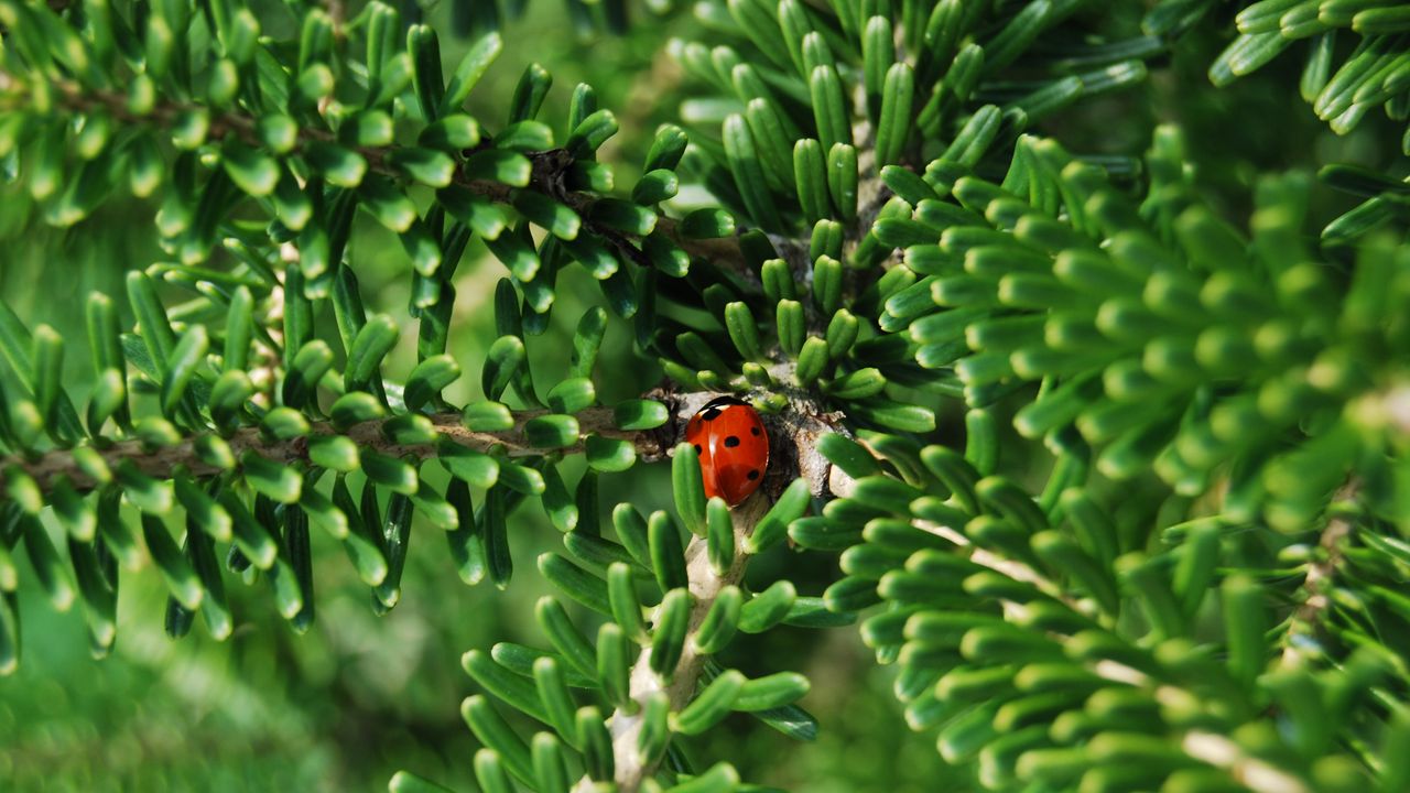 Wallpaper ladybug, insect, macro, branches