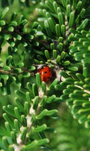 Preview wallpaper ladybug, insect, macro, branches