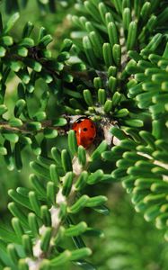 Preview wallpaper ladybug, insect, macro, branches
