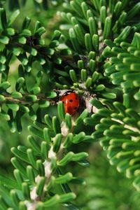 Preview wallpaper ladybug, insect, macro, branches