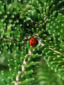 Preview wallpaper ladybug, insect, macro, branches