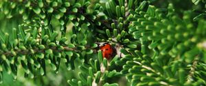 Preview wallpaper ladybug, insect, macro, branches