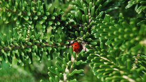 Preview wallpaper ladybug, insect, macro, branches