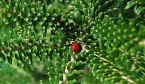 Preview wallpaper ladybug, insect, macro, branches