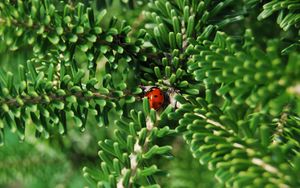 Preview wallpaper ladybug, insect, macro, branches