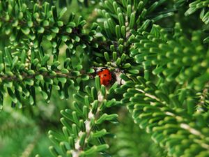 Preview wallpaper ladybug, insect, macro, branches