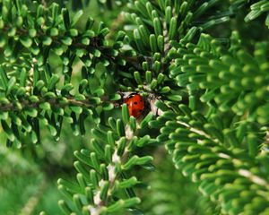 Preview wallpaper ladybug, insect, macro, branches