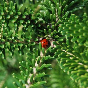 Preview wallpaper ladybug, insect, macro, branches