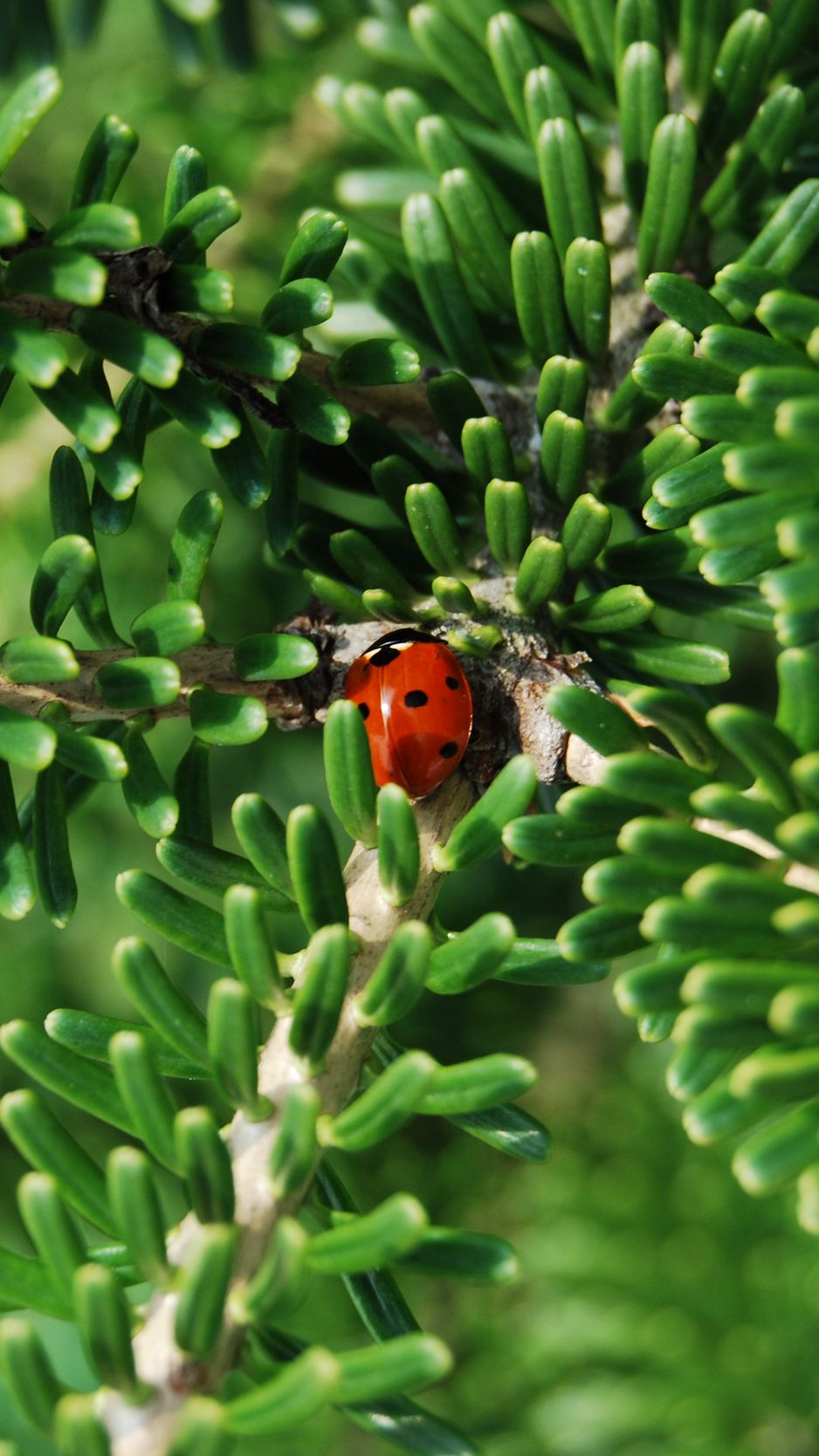 Download wallpaper 938x1668 ladybug, insect, macro, branches iphone 8/7 ...