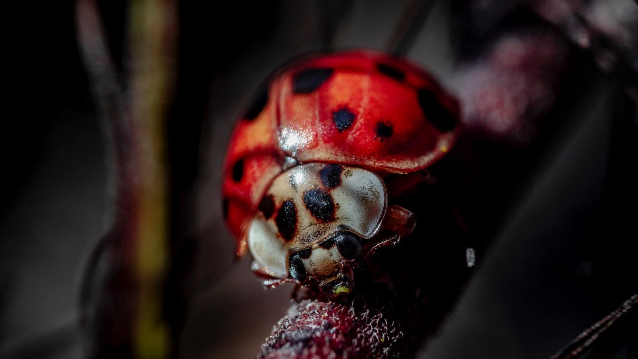 Wallpaper ladybug, insect, macro, blur