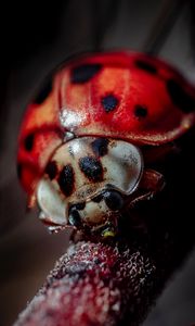 Preview wallpaper ladybug, insect, macro, blur