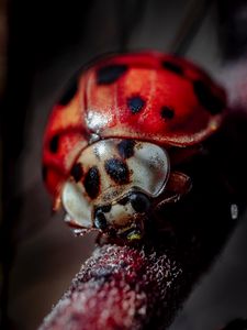 Preview wallpaper ladybug, insect, macro, blur
