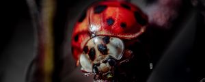 Preview wallpaper ladybug, insect, macro, blur