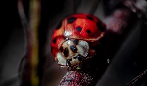 Preview wallpaper ladybug, insect, macro, blur