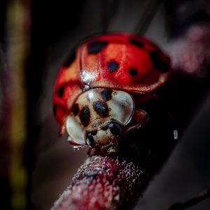 Preview wallpaper ladybug, insect, macro, blur