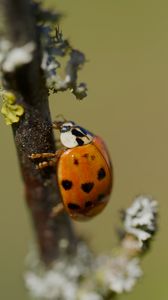 Preview wallpaper ladybug, insect, macro, branch, nature