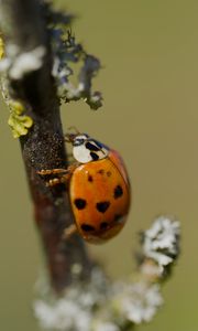 Preview wallpaper ladybug, insect, macro, branch, nature