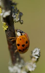 Preview wallpaper ladybug, insect, macro, branch, nature