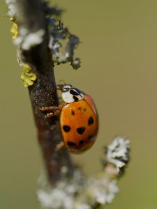 Preview wallpaper ladybug, insect, macro, branch, nature