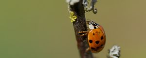Preview wallpaper ladybug, insect, macro, branch, nature