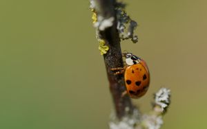 Preview wallpaper ladybug, insect, macro, branch, nature