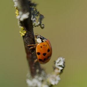 Preview wallpaper ladybug, insect, macro, branch, nature