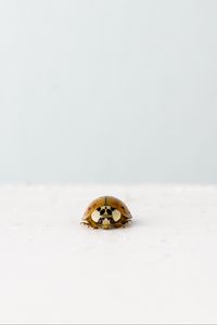 Preview wallpaper ladybug, insect, minimalism, macro, white