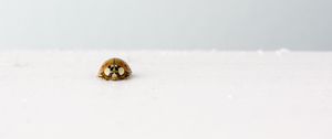 Preview wallpaper ladybug, insect, minimalism, macro, white