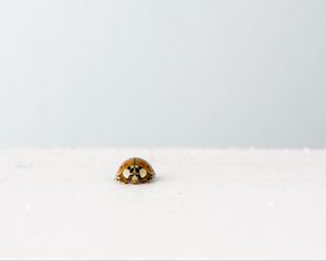 Preview wallpaper ladybug, insect, minimalism, macro, white