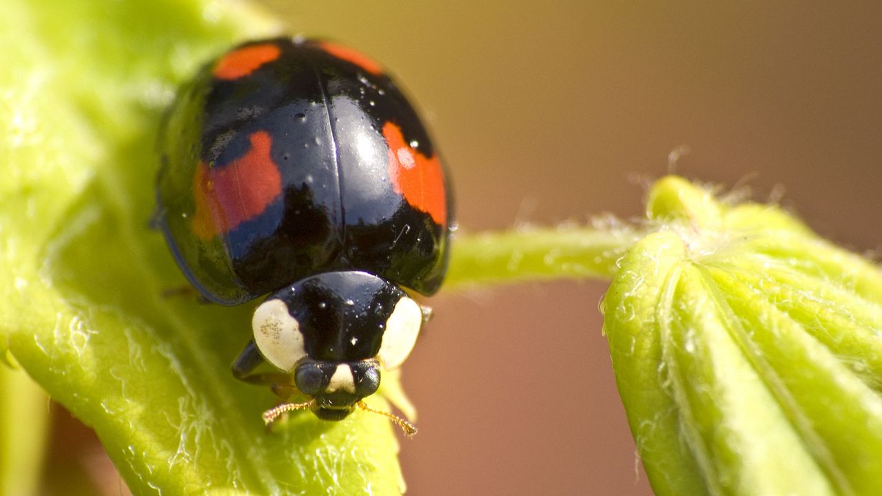 Wallpaper ladybug, insect, plant, macro