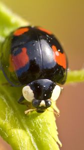 Preview wallpaper ladybug, insect, plant, macro