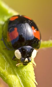 Preview wallpaper ladybug, insect, plant, macro