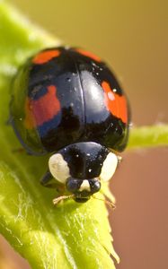 Preview wallpaper ladybug, insect, plant, macro