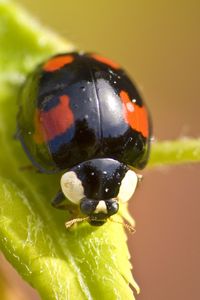 Preview wallpaper ladybug, insect, plant, macro