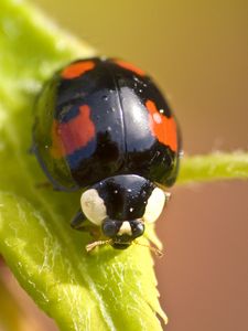 Preview wallpaper ladybug, insect, plant, macro