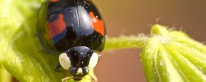 Preview wallpaper ladybug, insect, plant, macro