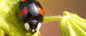 Preview wallpaper ladybug, insect, plant, macro