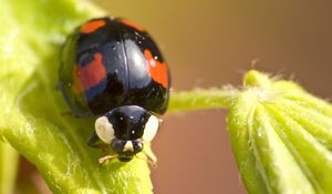 Preview wallpaper ladybug, insect, plant, macro