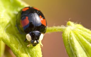 Preview wallpaper ladybug, insect, plant, macro