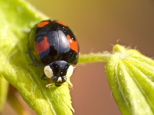 Preview wallpaper ladybug, insect, plant, macro