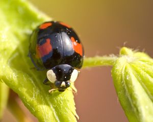 Preview wallpaper ladybug, insect, plant, macro