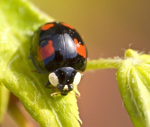 Preview wallpaper ladybug, insect, plant, macro