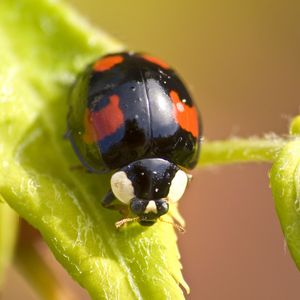 Preview wallpaper ladybug, insect, plant, macro