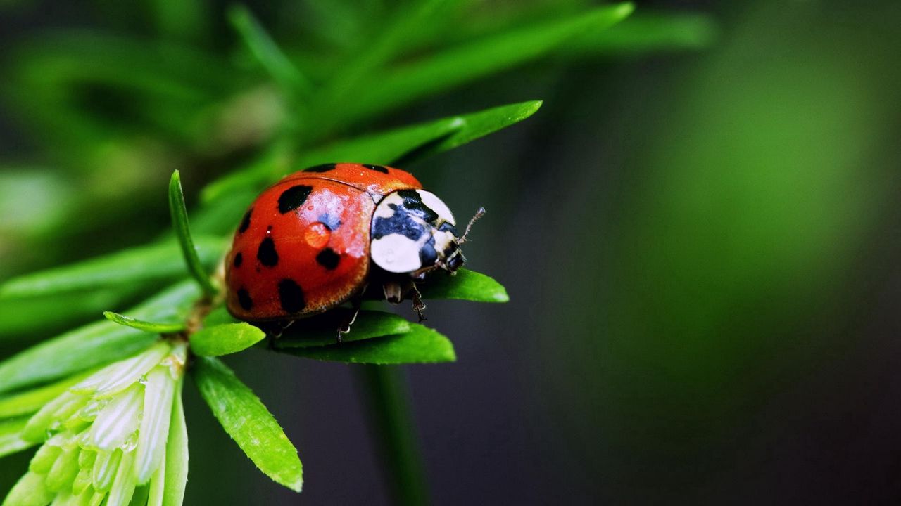 Wallpaper ladybug, insect, plant