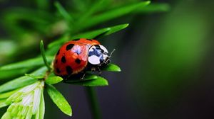 Preview wallpaper ladybug, insect, plant