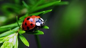 Preview wallpaper ladybug, insect, plant